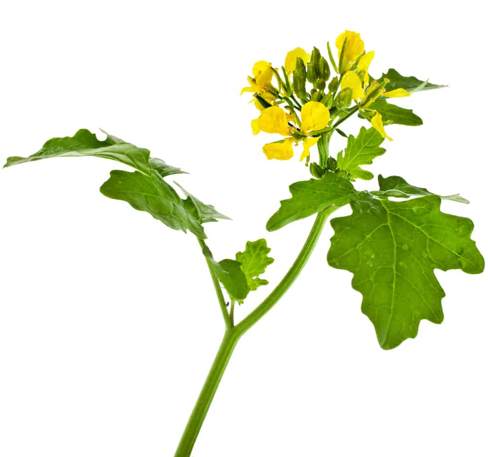 Flowering Yellow Mustard Plant