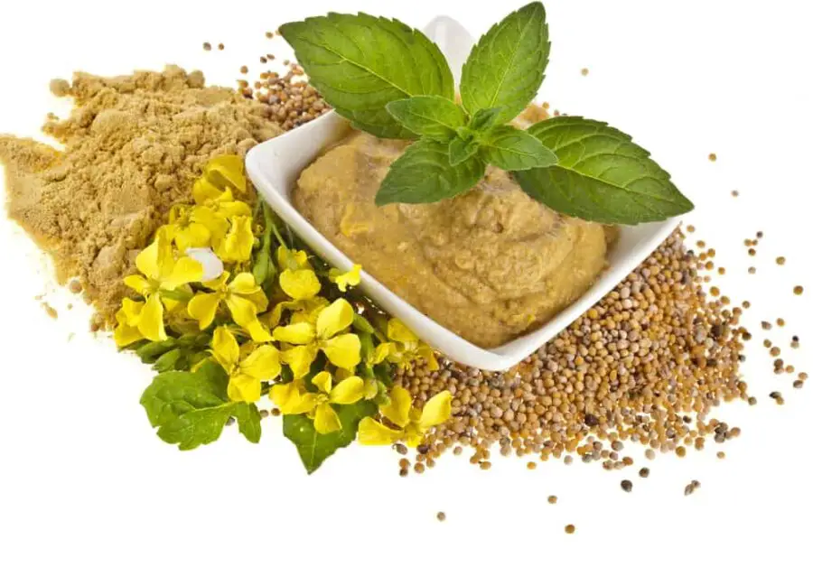 What Is Mustard Flour?